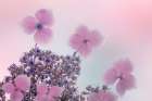 USA, Washington State, Seabeck. Close-up of hydrangea blossoms. Art Print